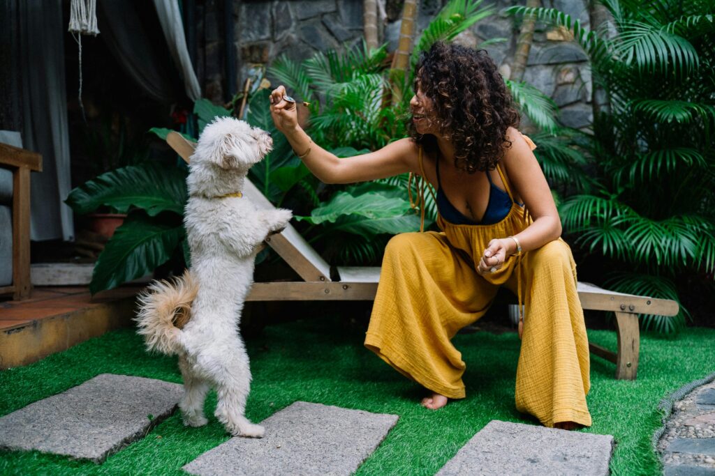 dog getting trained and waiting for a dog treat