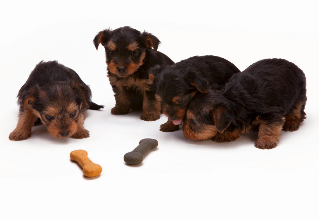 puppys looking at dog treats