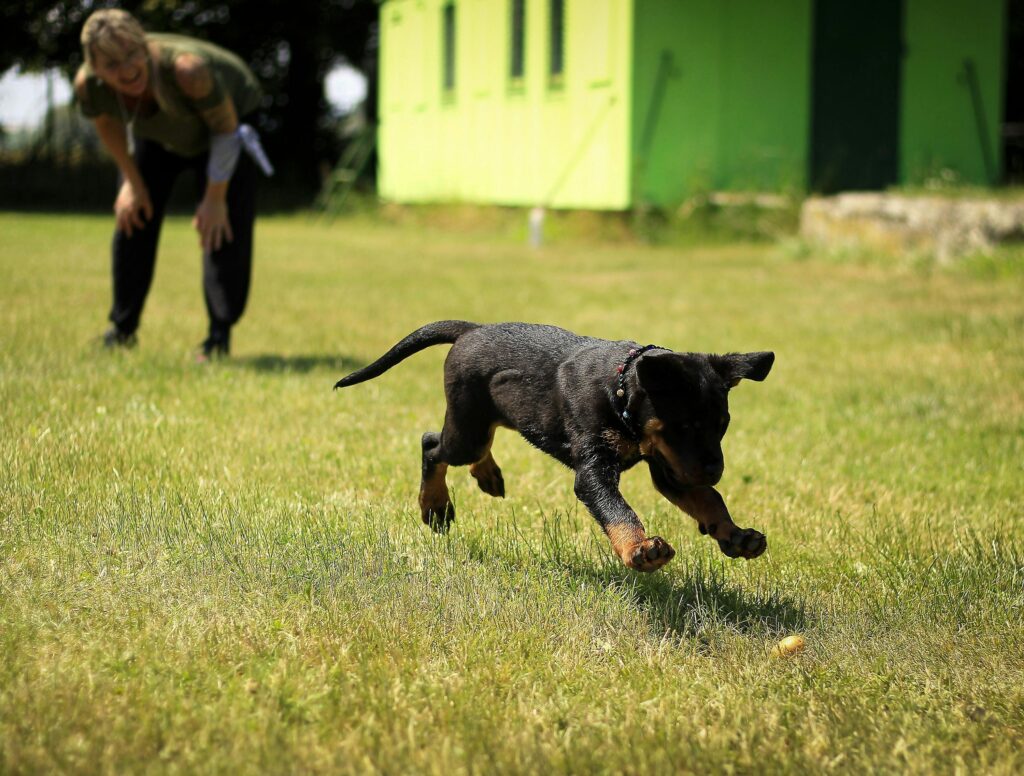 puppy doing training