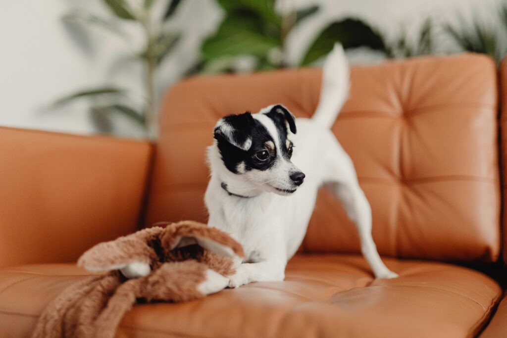 small dog on a sofa