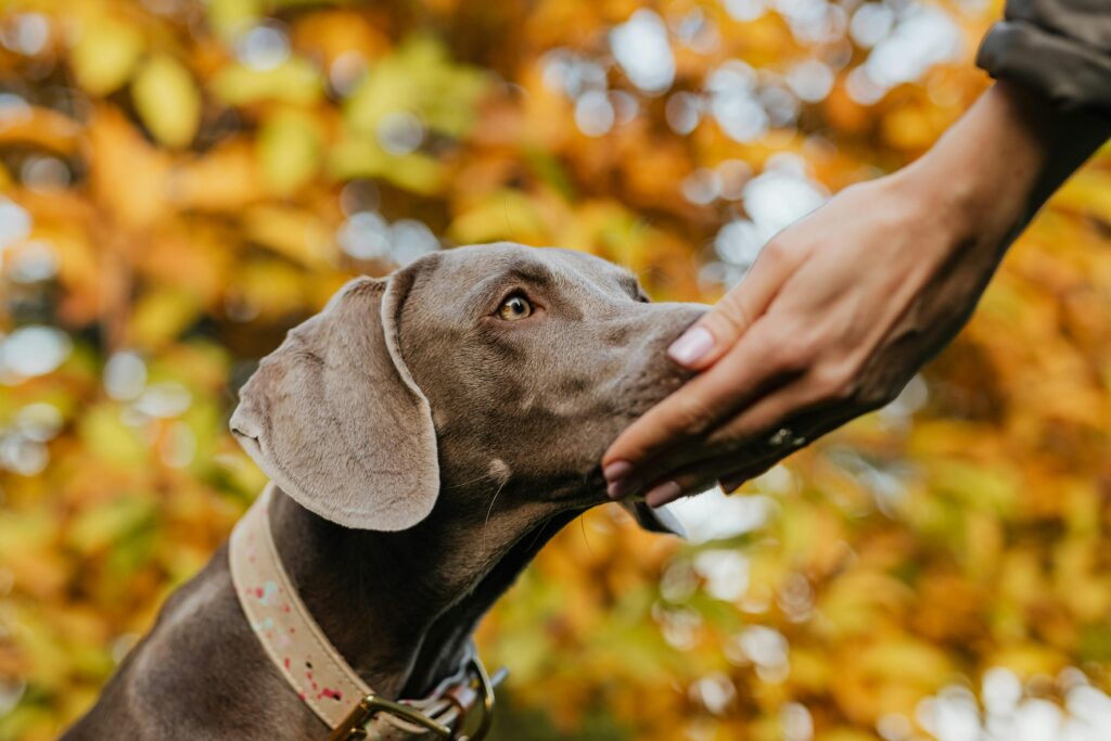 dog getting training treat