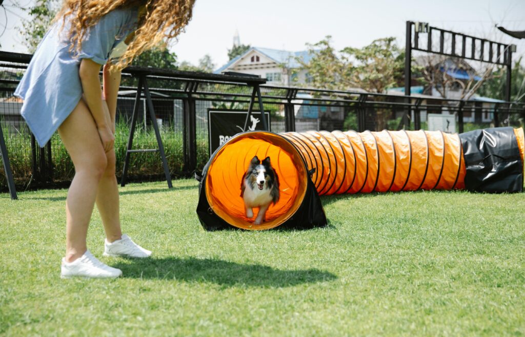 dog in agility tunnel