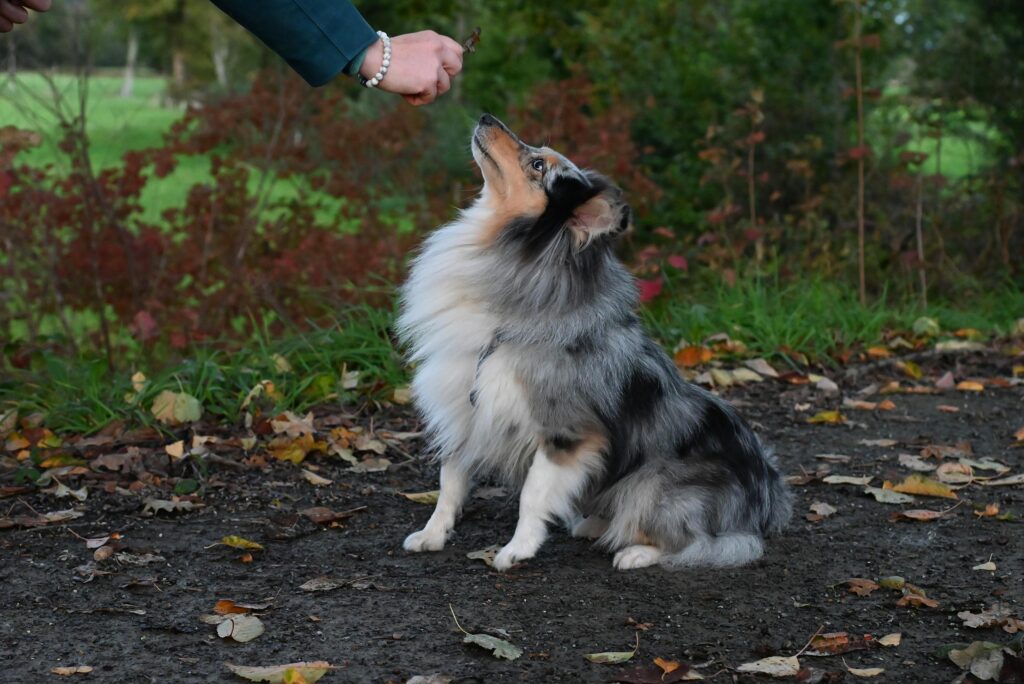 dog learning to sit