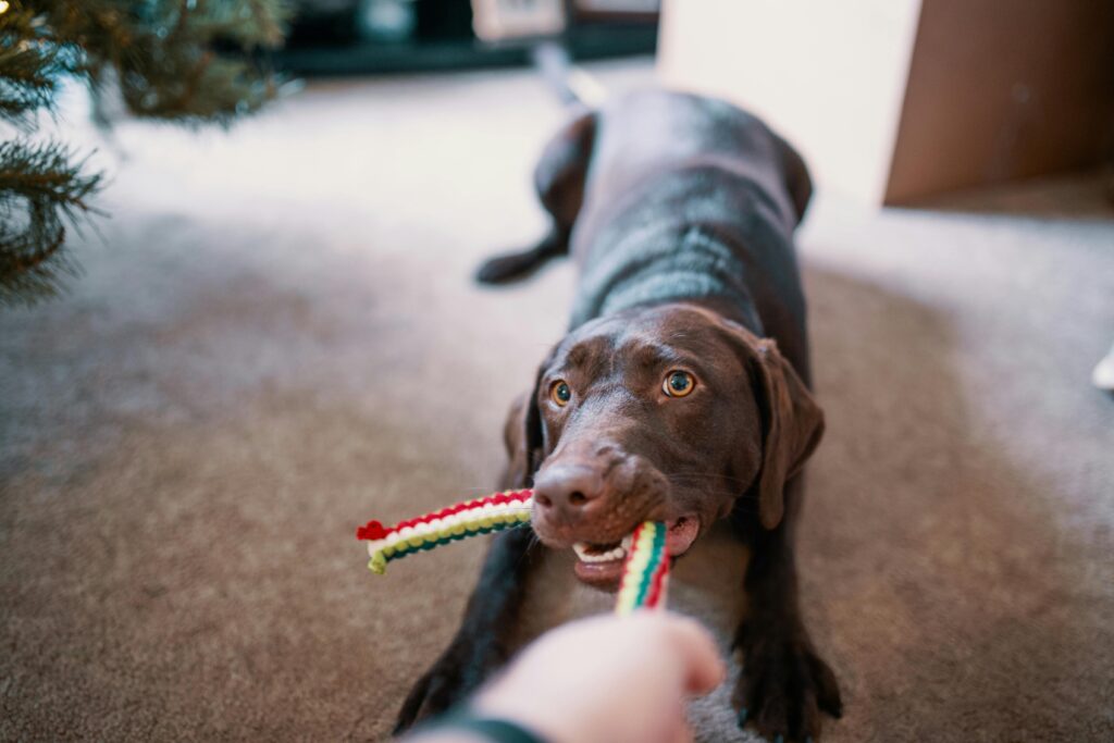 dog playing tug