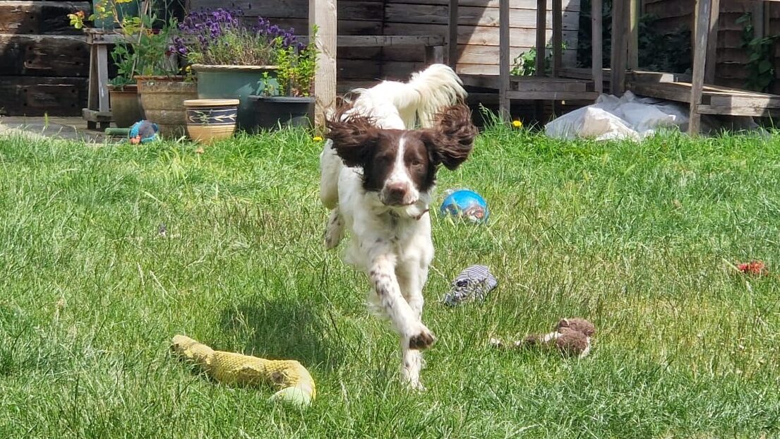 dog exercising