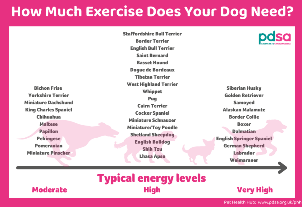 pdsa exercise chart by breed